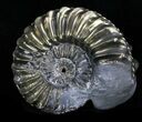 Pyritized Pleuroceras Ammonite - Germany #33050-1